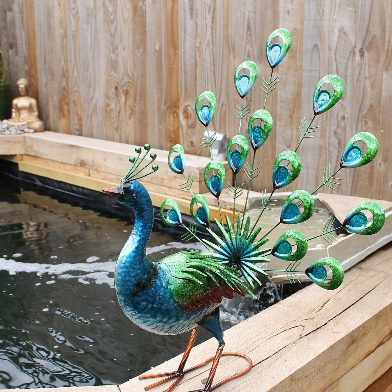 Vibrant Fantail Peacock