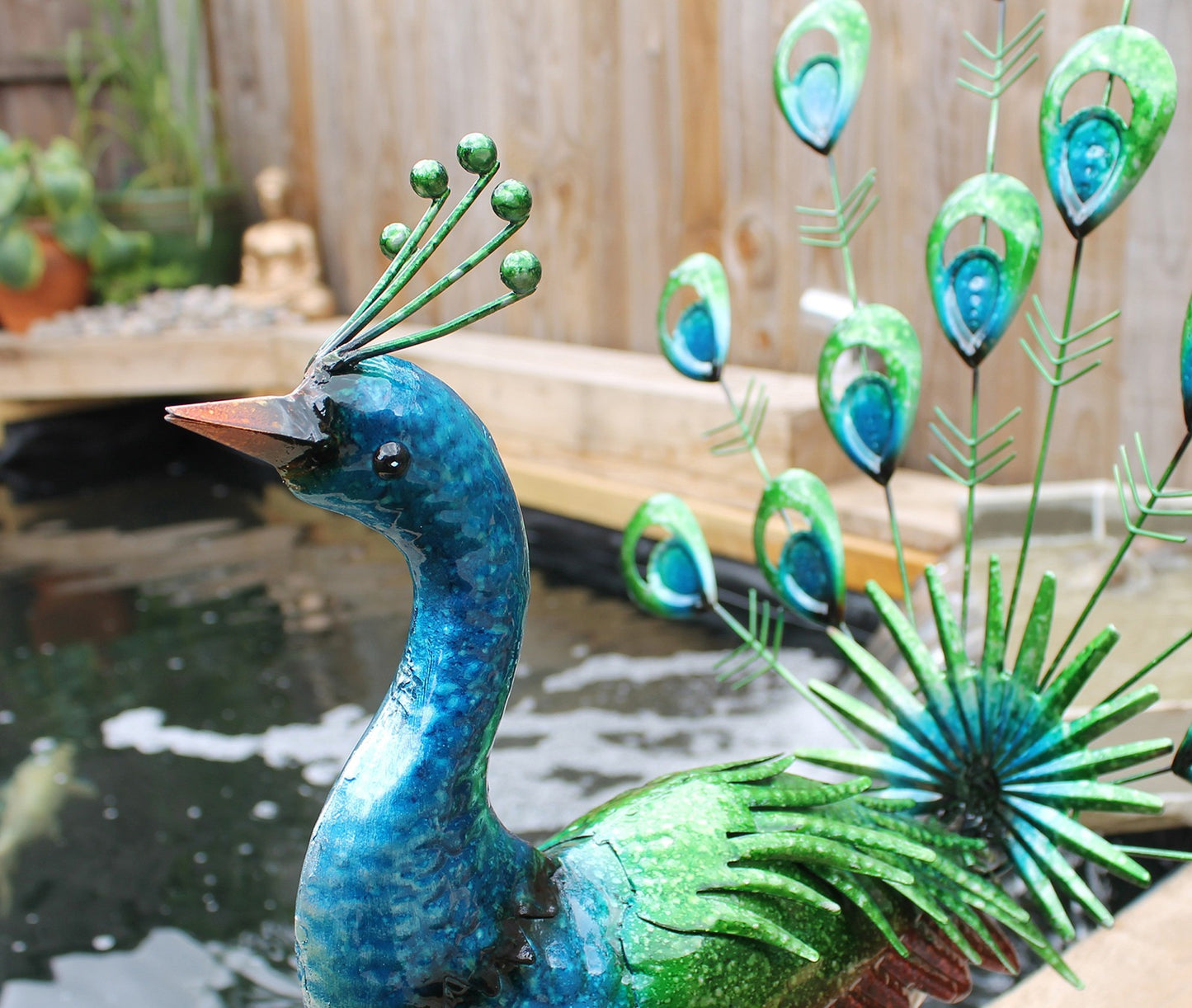 Vibrant Fantail Peacock