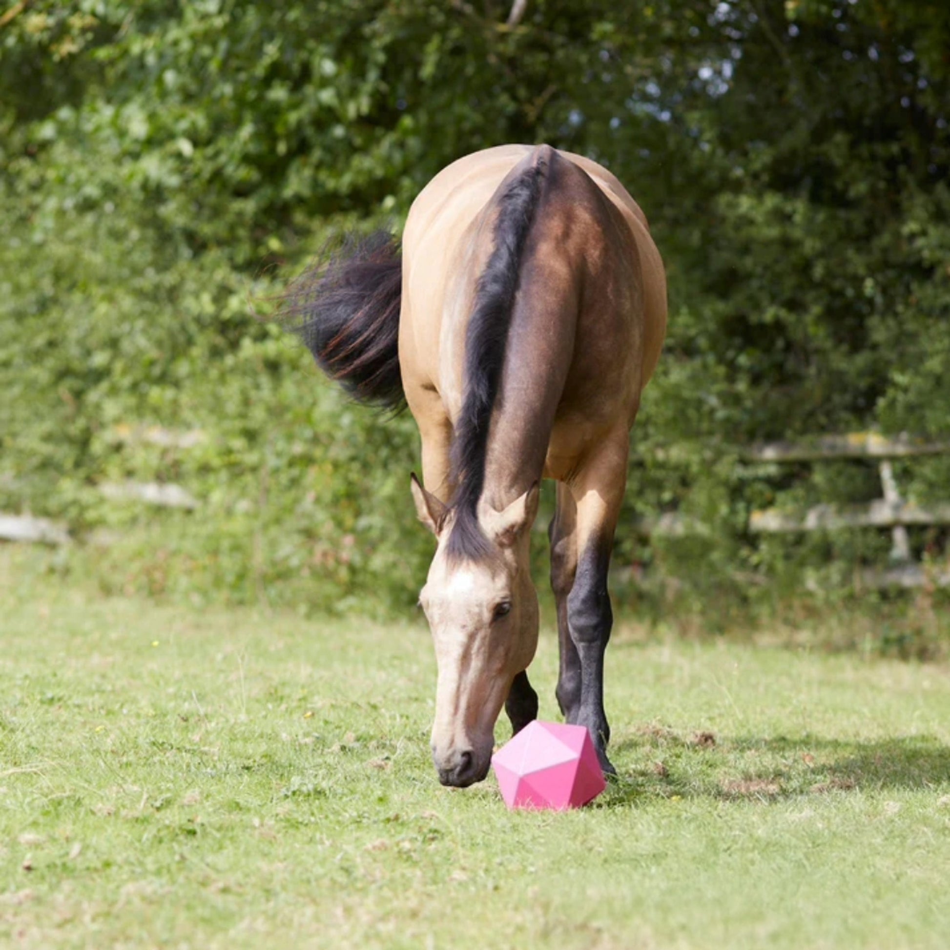 Marketplace JPG companion for Perry Equestrian Equi-Feeder One Piece Moulded Feed Ball Boredom Treat Horse - 230mm