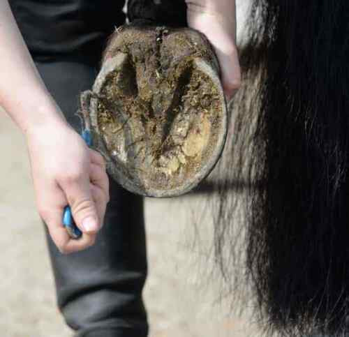 Perry Equestrian Hoof Pick With Brush & Wave Grip Handle Horse Pony D1