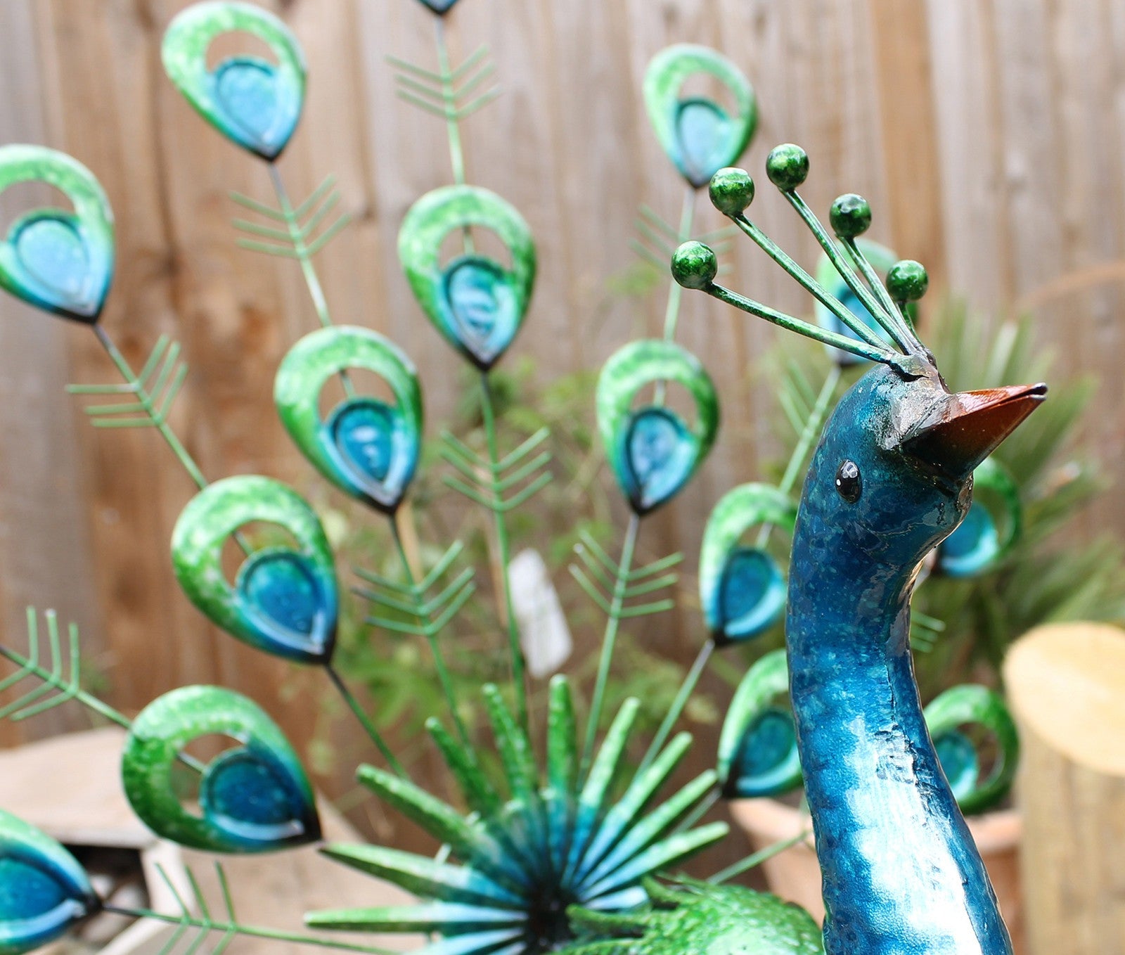 Vibrant Fantail Peacock