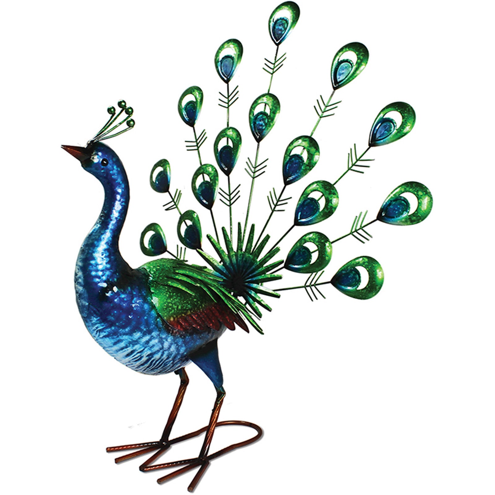 Vibrant Fantail Peacock